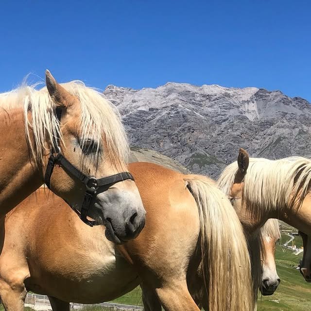 Livigno i Stelvio – zdjęcie 2 z 7