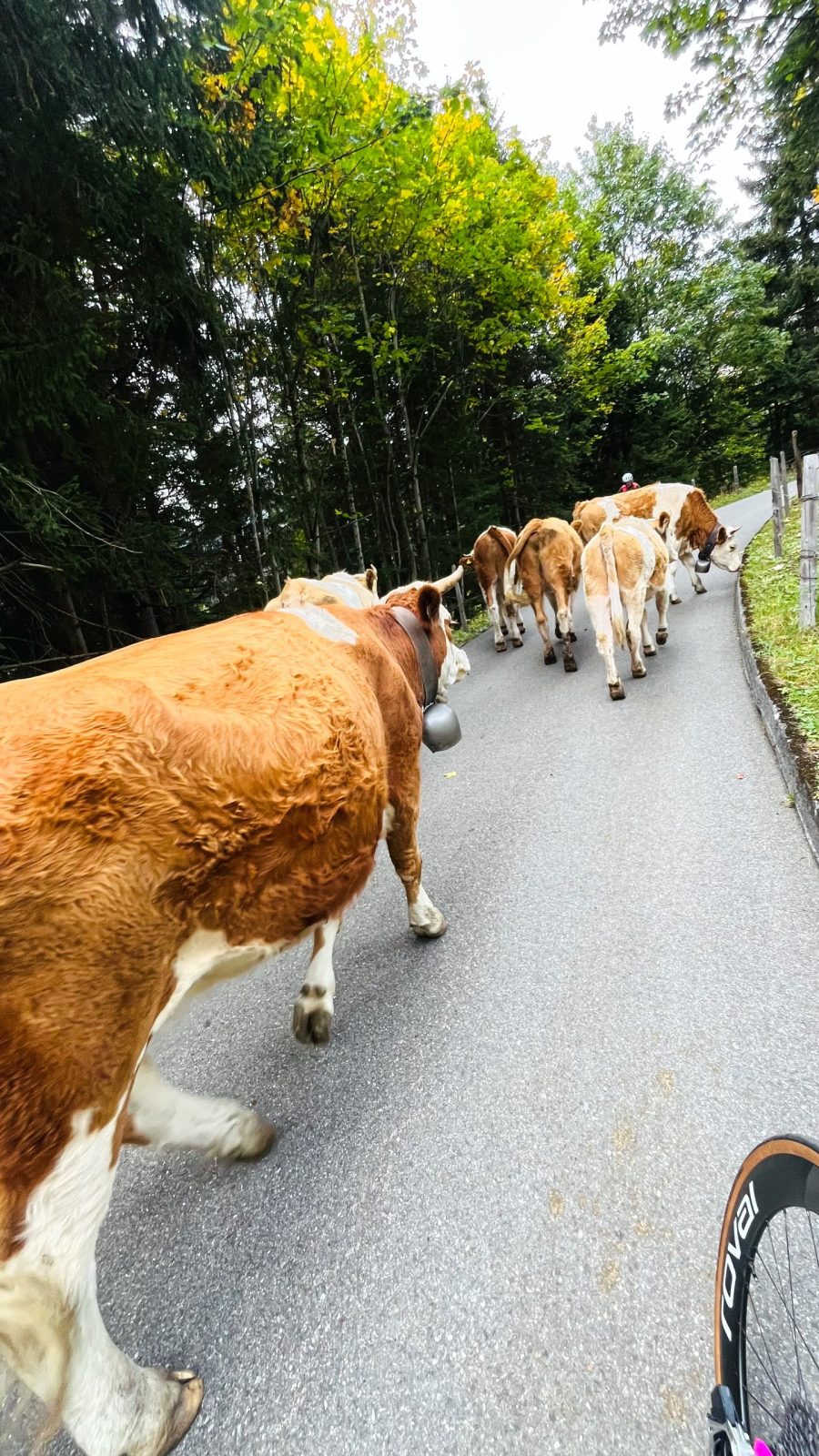 Grosse Scheidegg z Kingą – zdjęcie 3 z 16